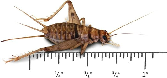 Josh's Frogs 3/4" Banded Crickets (250 Count)