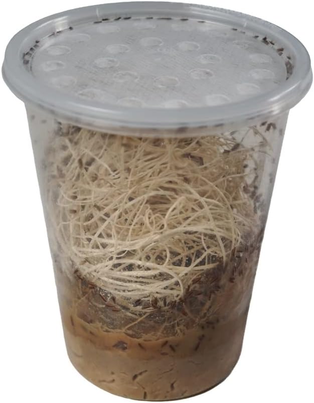 Josh's Frogs Freshly Started Flightless Golden Hydei Fruit Fly Culture