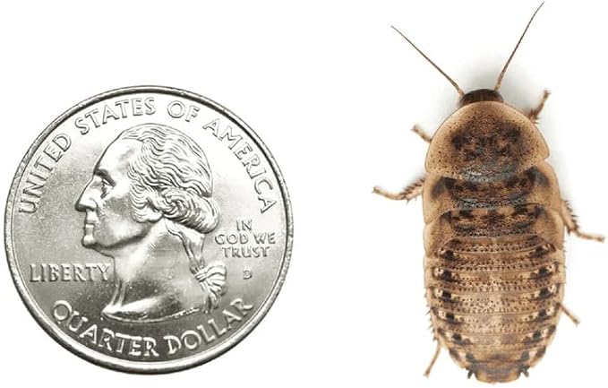 75 Large 1 Inch Dubia Roaches Live, Ideal for Amphibians & Invertebrates, Nutritious & Easy to Keep Live Cockroaches, Perfect for Reptiles, Birds, Rodents, Fish, and More