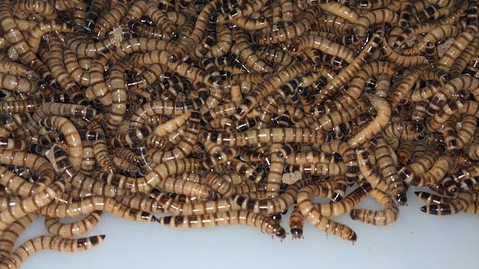 Armstrong's Original Crickets Superworms Kingworms (Medium, 500, Count) Superworms Kingworms (Medium, 500, Count)