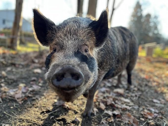 Nutrena Country Feeds Mini Pig Feed 16% Pellet 50 Pounds