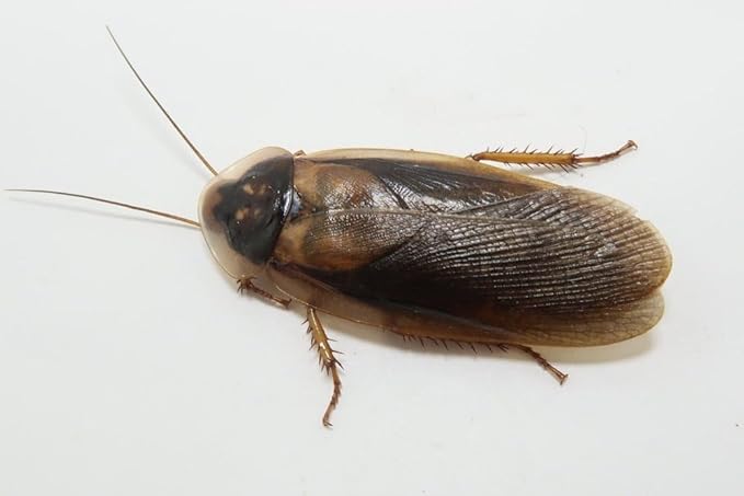 Adult Male Dubia Roaches (Adult, 50, Count)