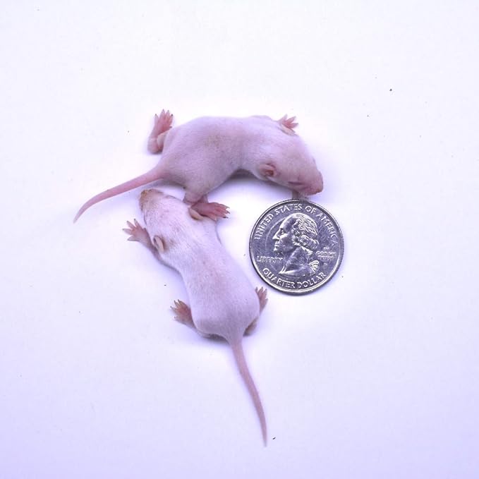 MiceDirect 40 Frozen Mice Small Fuzzie Feeders Snake Food for Juvenile Hognose Corn Milk (.5-1 in) (120 Grams Min)