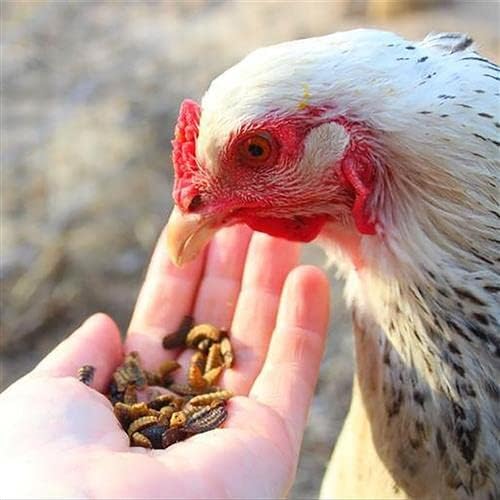 EZ-Worms (10 lb) - Blend of Dried Mealworms & Black Soldier Fly Larvae (BSFL) - Healthy Insect Treat - Chickens, Bluebirds, Sugar Gliders, Hedgehogs, Squirrels, Skunks, Reptiles, Turtles, Fish