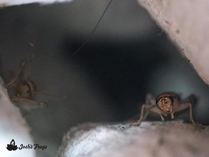 Josh's Frogs 1/2" Banded Crickets (500 Count)