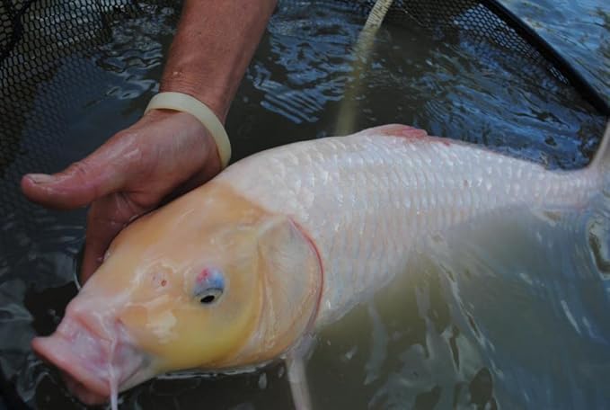 America's Best Koi Food Large Floating Pond Pellets 20 lbs Koi Fish Food 32% Premium Protein Year Round Maintenance Diet