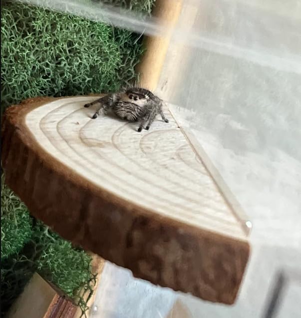 1 pc. Magnetic Arboreal Ledge | Jumping Spider Ledge | The Critters Cave (Stronger But Longer: Larger External Magnets)