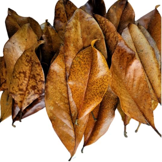 Magnolia Leaf Litter, 30-35 Premium Whole Natural Organic Hand Picked Leaves for Bioactive Enclosures, Reptiles, Amphibians