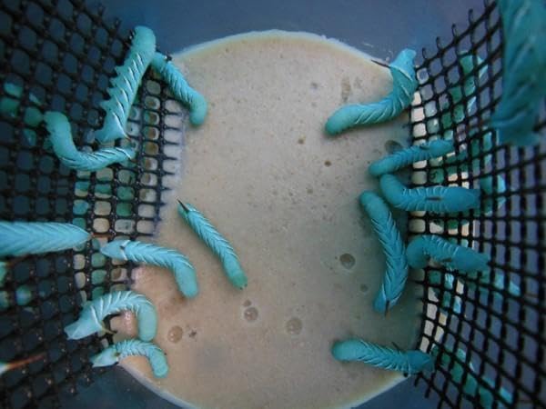 Hornworms (25 Count)