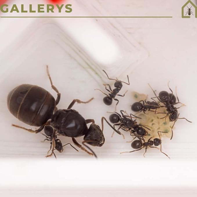 Anthouse.ES - Modular 3D Ant Farms - QBIK Foundation Model - Expandable Terrarium for Ant Colonies - Small Galleries and Foraging Room - 6.78x12.78x5 cm