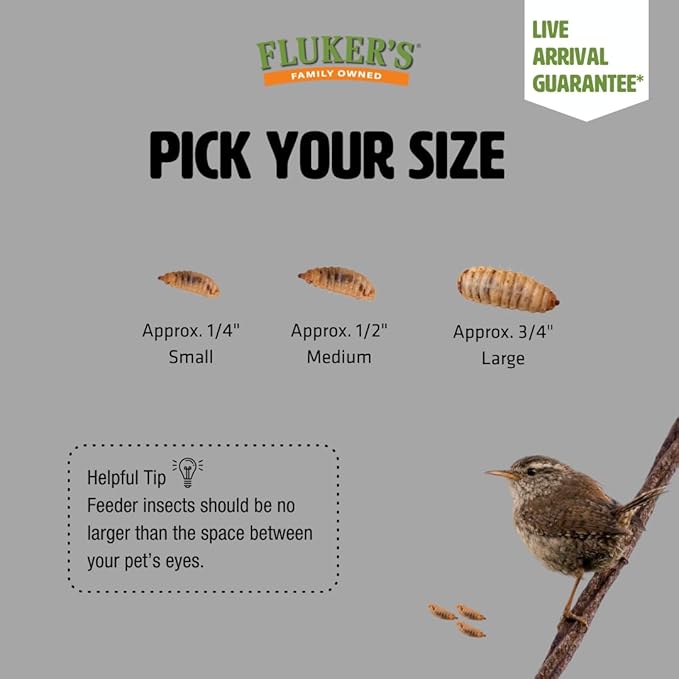 Fluker's Small Live Black Soldier Fly Larvae 250 Count - Reptile and Chicken Food