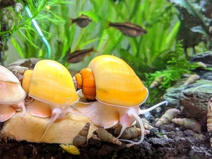 Premium Snail Food Kit with Calcium - Heat Sealed for Freshness Snail,Shrimp & Crayfish Food (4 oz) w/Snello Flavor