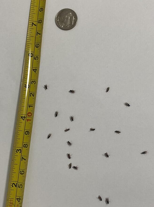 Flightless (Drosophila hydei) Fruit Fly Culture - *Newly inoculated*