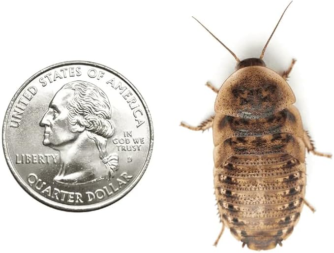50 Extra Large 1.25 Inch Dubia Roaches Live, Ideal for Amphibians & Invertebrates, Nutritious & Easy to Keep Live Cockroaches, Perfect for Reptiles, Birds, Rodents, Fish, and More