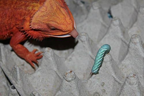 75ct (3 x 25ct Cups) Live Hornworms by DBDPet | Live Arrival is Guaranteed