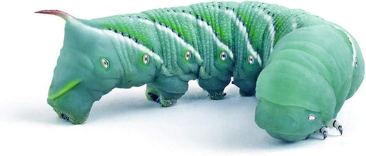 Hornworms aka Goliath Worms- 1/2" to 3/4"- 25/Cup for Reptile, Birds, Chickens, Fish Food by Abdragons