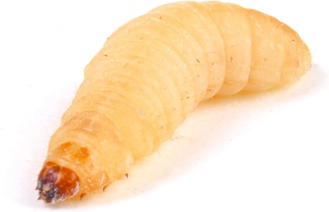 250 Count Live Waxworms