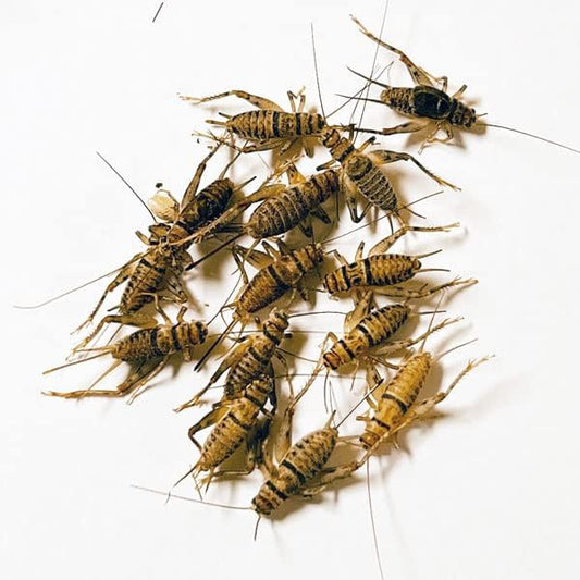 NutriCricket 500 Live Banded Crickets (Medium (1/2" - 5/8"))