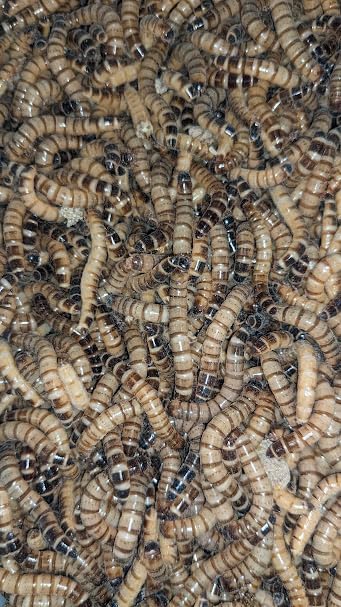 Armstrong's Original Crickets Superworms Kingworms (Medium, 500, Count) Superworms Kingworms (Medium, 500, Count)
