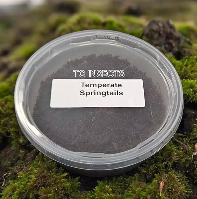 Live Springtail (Temperate) Culture - 8oz