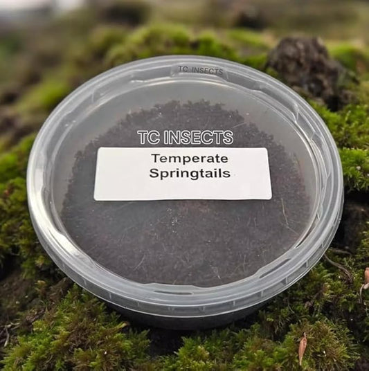 TC INSECTS| Temperate Springtails 8oz | Peat Culture | Cleanup Crew & Reptile Food