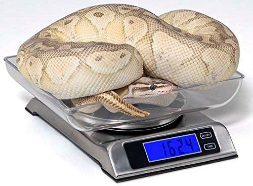 Vivarium Electronics DS-6000 Digital Scale (Reptile Basics)