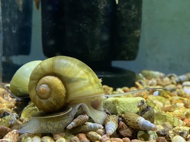 Dehydrated Freshwater Snail Food Treat,Snello,15% Calcium,Spirulina,Krill ADS (2oz)