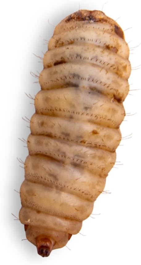 Fluker's Large Live Black Soldier Fly Larvae 100 Count - Reptile and Chicken Food