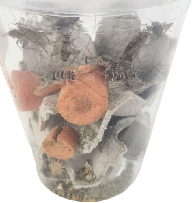 Josh's Frogs 1" GUTLOADED Banded Crickets (60 Count)