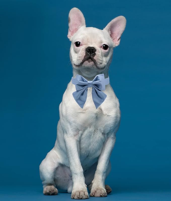 Lionet Paws Bowtie Dog Collar - Comfortable Silk Dog Collar with Detachable Bow Tie for XLarge Dogs, Neck 16-26 Inches