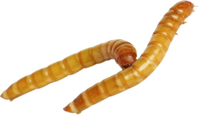 Predator Foods Bulk Live Mealworms - 500 Count (Medium - 0.5")