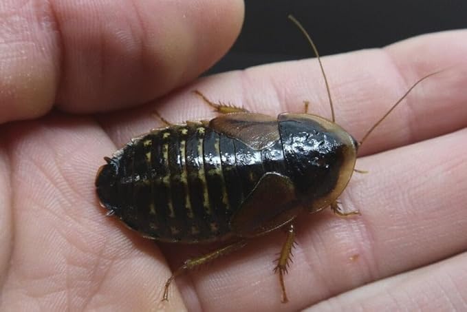 Adult Female Dubia Roaches (Adult, 25, Count)