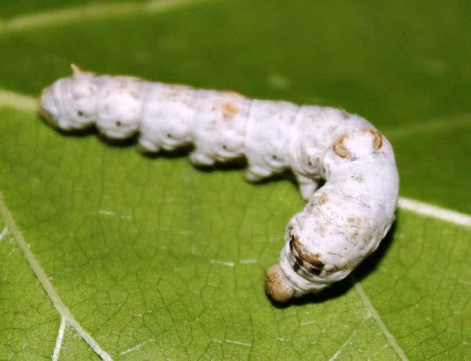1,000 Count Live Silkworm Eggs Bombyx Mori (Pack of 1)