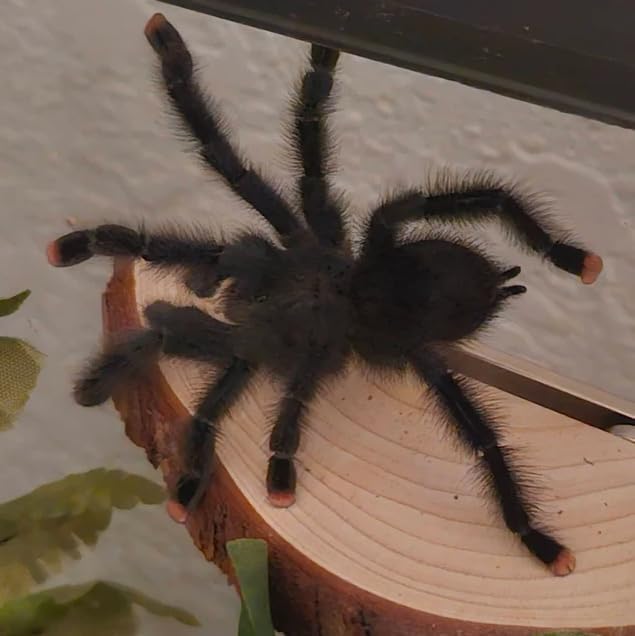 1 pc. Magnetic Arboreal Ledge | Jumping Spider Ledge | The Critters Cave (Stronger But Longer: Larger External Magnets)