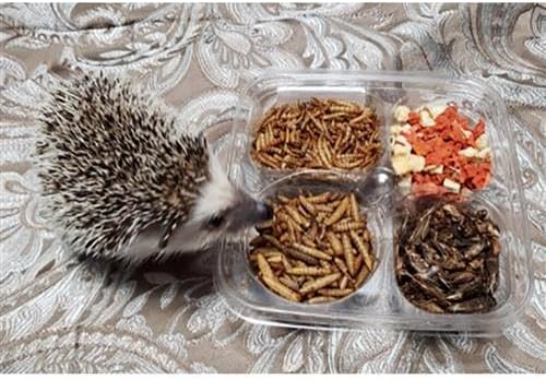 Exotic Nutrition Hedgehog Treat Sampler - Healthy Natural Treat Variety Pack - High Protein Insect Variety Pack for Pet Hedgehogs