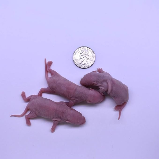 MiceDirect 50 Frozen Rat Combo Pack 25 Pinkies and 25 Fuzzies Feeders Snake Food (.5-2.5 in)(300 Grams Min)