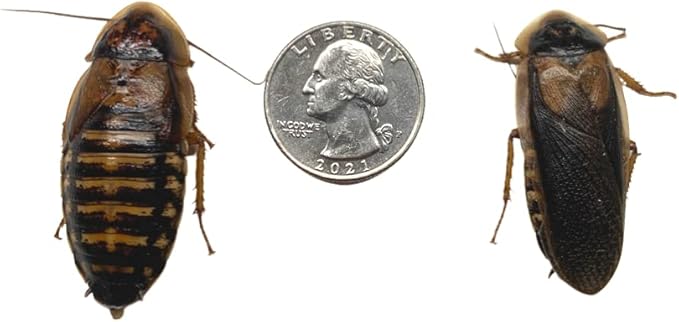 Adult Dubia Roaches 10 Females & 5 Males