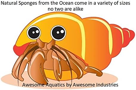 Awesome Aquatic Natural Jumbo Hermit Crab Sponges 4 Pack Natural Sea Sponge Maintains Providing Humidity Helps with Drinking Water Safety Provides Minerals and Nutrients Clean and Sterile (Jumbo 4 PK)