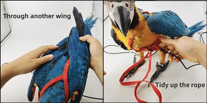 Adjustable Bird Harness with 78.7 Inch Leash, Outdoor Flying Training Rope Kit for Bird Parrots, Parrot Flying Rope Straps Outdoor Training Traction Rope for Small Medium Large Size Birds (S)