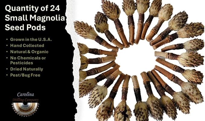 Small Magnolia Seed Pods, 24 Pack for Bioactive Enclosures, Terrariums, Aquariums, Reptiles, Amphibians, Isopods