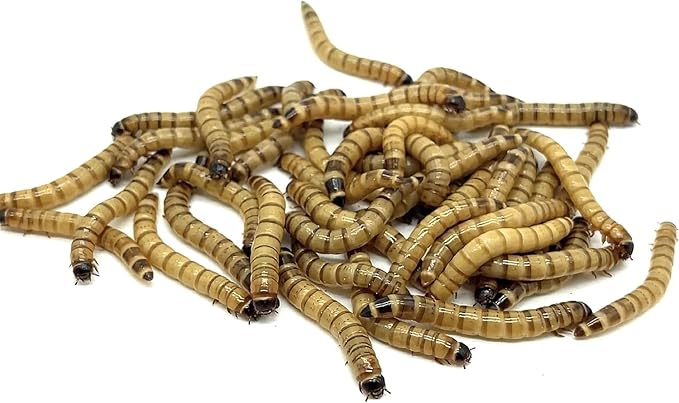 Live Superworms - 200ct - Large