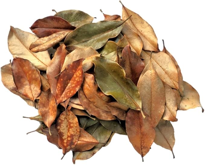 Magnolia Leaf Litter, 55-60 Small 3' - 6" Premium Whole Natural Organic Hand Picked Leaves for Bioactive Enclosures, Reptiles, Amphibians, Terrariums