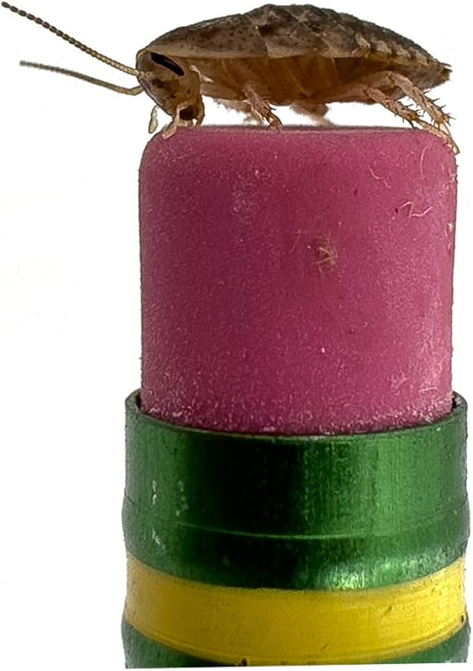 Dubia Roaches – Food for Reptiles, Tarantulas, Bearded Dragons, Geckos, and Insect-Eating Pets – High Protein, Easy to Digest, Healthier Alternative to Crickets (1/4", 500 Count)