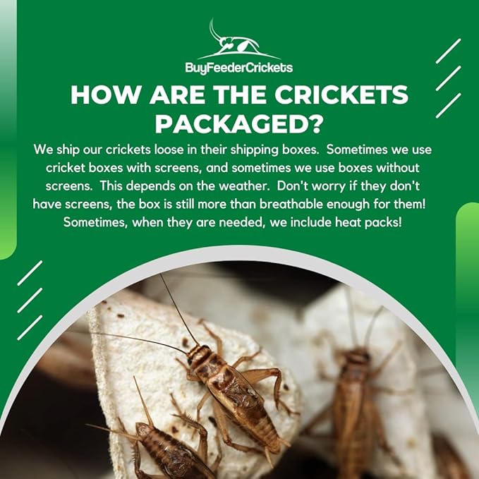 Live Large Banded Crickets (Pack of 1000)