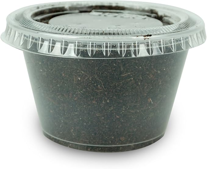 Josh's Frogs Black Soldier Fly Larvae (1000 Count - Small)