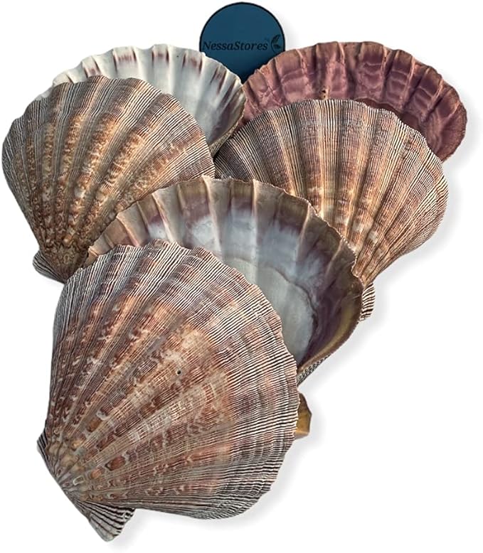 NESSASTORES - Natural Lion Paw Scallop Nautical Dish Beach Craft Sea Shell 5"-6" #JC-026 (11 Pairs)
