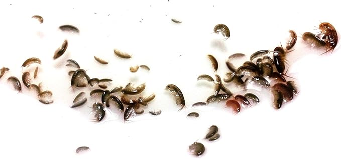 Trial Size FloridaPets Live Saltwater Amphipods Aquarium Fish Food Over 50 Pods