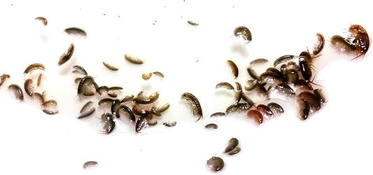 Trial Size FloridaPets Live Saltwater Amphipods Aquarium Fish Food Over 50 Pods