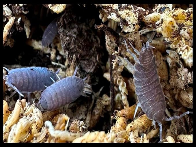 Powder Blue Isopods (Qty-20) & Springtails (8 oz Seeding Cuture) Combo Package, for Amphibian/Reptile/Invertebrate Bioactive Habitats, by Critters Direct