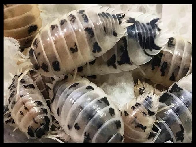 Critters Direct Dairy Cow Isopods (Qty-25), for Amphibian/Reptile/Invertebrate Bioactive Habitats